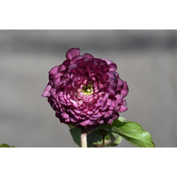 クリスマスローズ開花株 DD超多弁咲きアンティークアフロディーテ 645