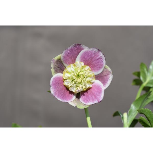 クリスマスローズ開花株 SDリバーシブルレッドホワイトピコティ 646