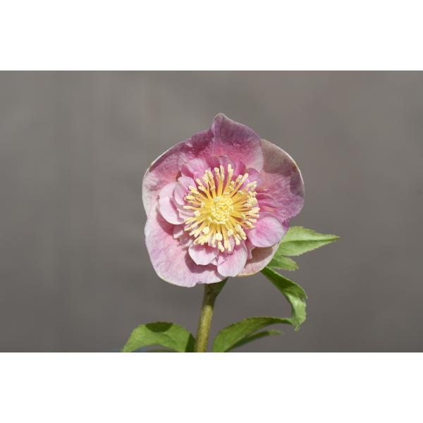 クリスマスローズ開花株 SDソフトグラデーションゴールド 652 現品限り