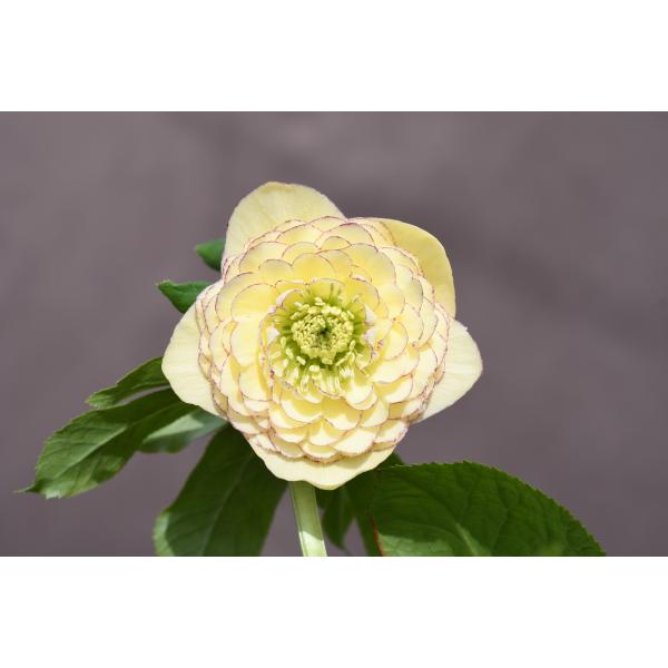 クリスマスローズ開花株 DDアフロディーテ 666 現品限り : 金井園芸