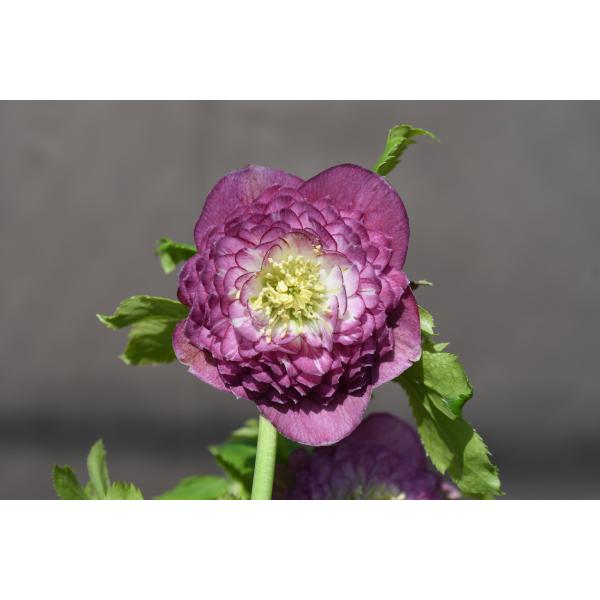 クリスマスローズ開花株 DDアンティークアフロディーテ 676 現品限り