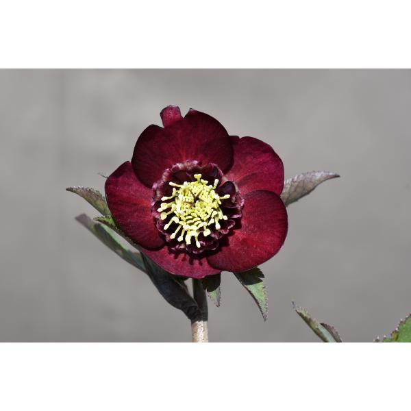 クリスマスローズ開花株 SDグロッシーカラー☆グロスディープレッド