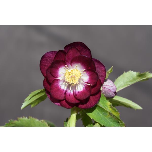 クリスマスローズ開花株 DDグロッシー紅白 673 現品限り : 金井園芸