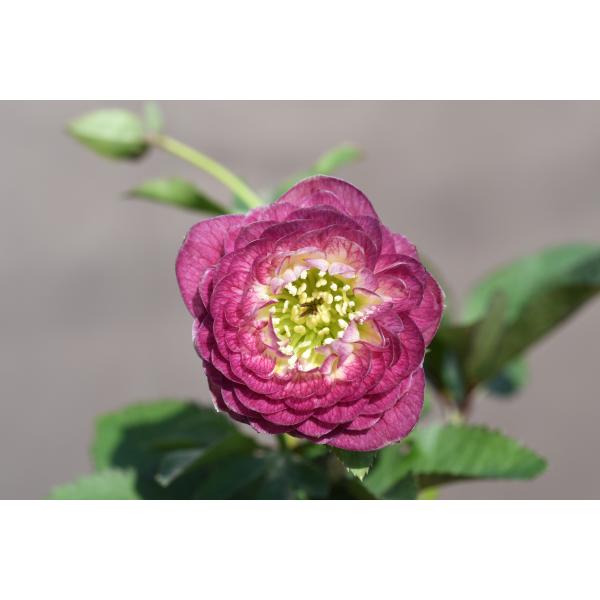 クリスマスローズ開花株 DDグロッシーカラー☆グロスアンティーク