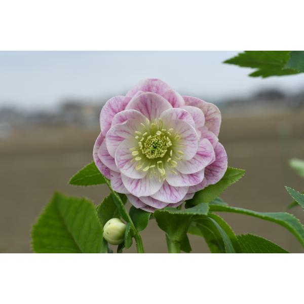 クリスマスローズ開花株 DDプリマヴェーラ 696 現品限り : 金井園芸