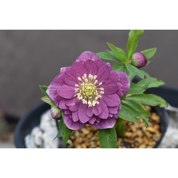 クリスマスローズ開花株 DDアンティークアフロディーテ 702 現品限り