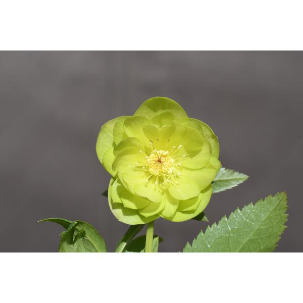 クリスマスローズ開花株 訳ありDDグロッシーカラーゴールド☆グロス