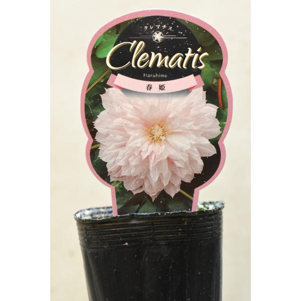 クレマチス 春姫 2.5号ポット