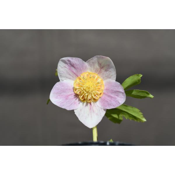 クリスマスローズ開花株 SDプリマヴェーラホワイトゴールド 727 現品