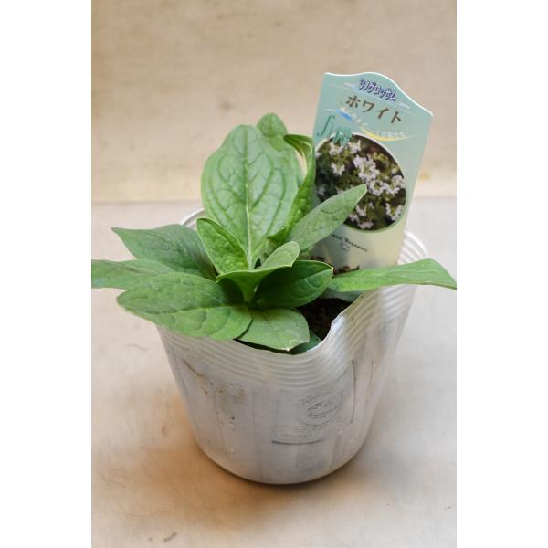 シノグロッサム ホワイト 3.5号ポット