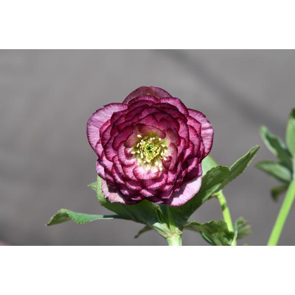 クリスマスローズ開花株 DDグロッシー☆多弁レッドバイカラー 794 現品