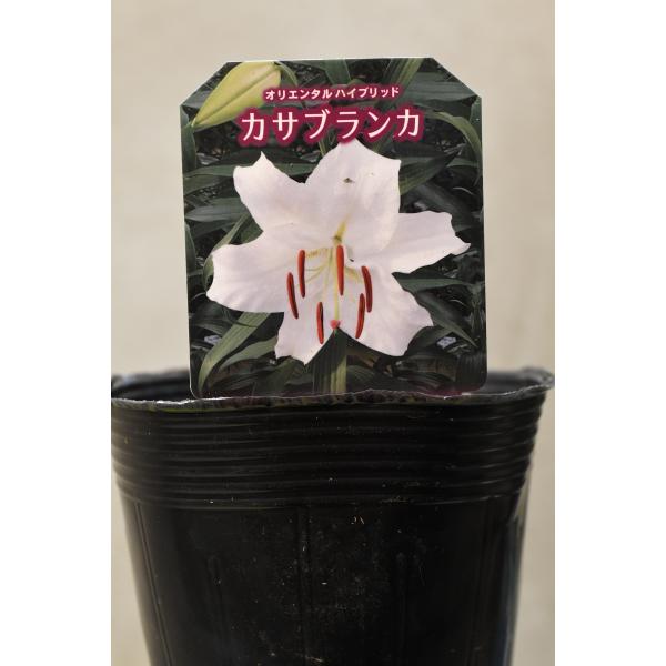 カサブランカ 芽出し苗 3.5号ポット