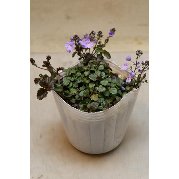 ベロニカ ウォーターペリーブルー 3号ポット