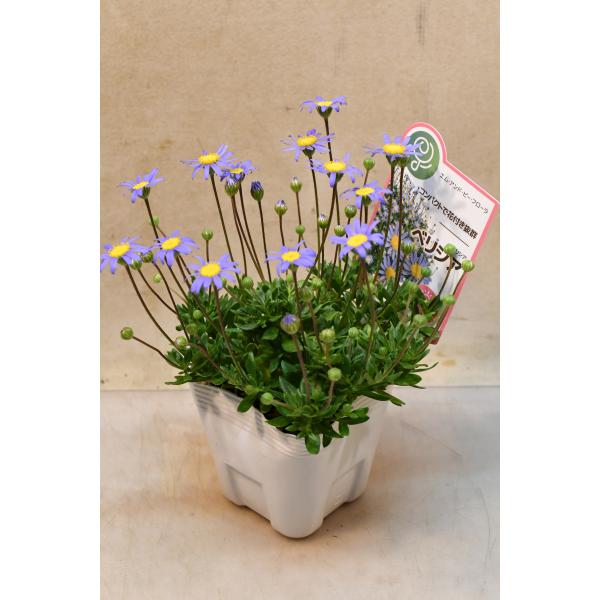 フェリシア べリシア（ブルーデージー）3.5号ポット