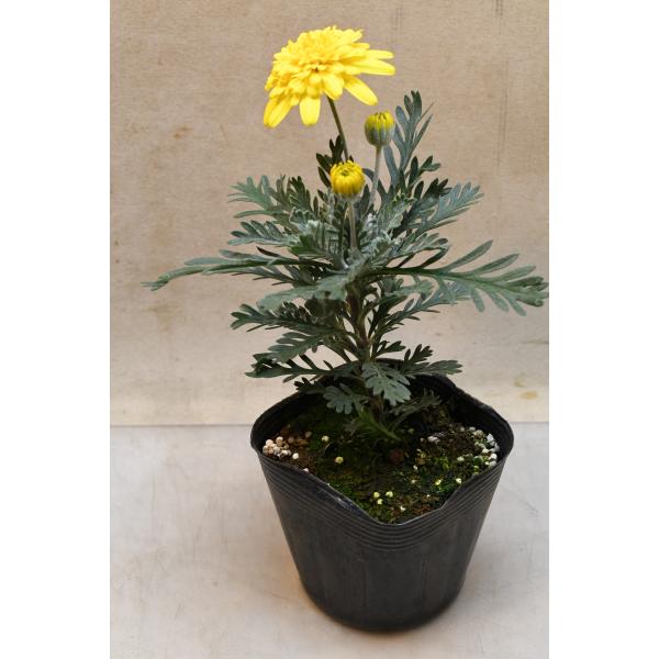 八重咲きユリオプスデージー 3.5号ポット