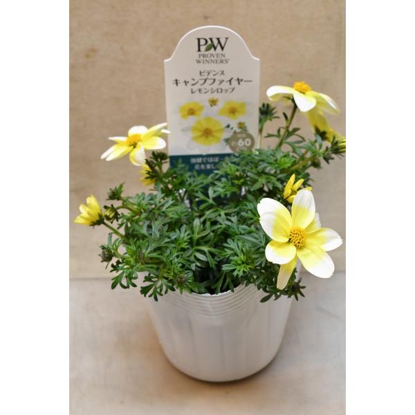 ビデンス キャンプファイヤー レモンシロップ 3.5号ポット
