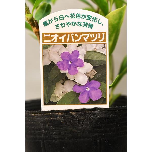 ニオイバンマツリ 栽培用苗木 3.5号ポット