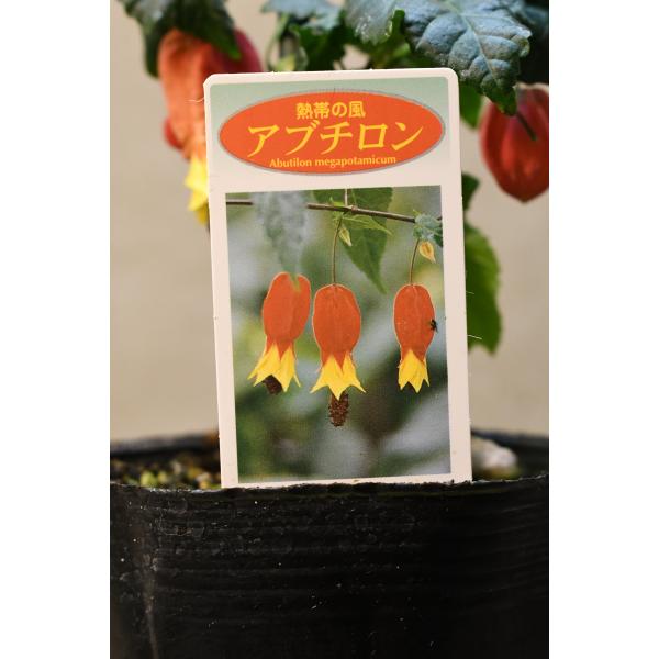 アブチロン チロリアンランプ 3.5号ポット