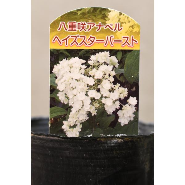 八重咲きアナベル ヘイズスターバースト 栽培用苗 4号ポット 紫陽花 あじさい
