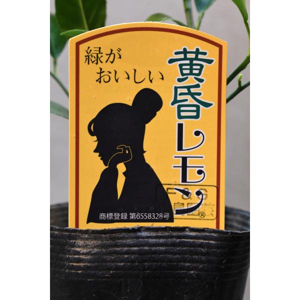 黄昏レモン 挿し木苗 3.5号ポット 果樹 柑橘類