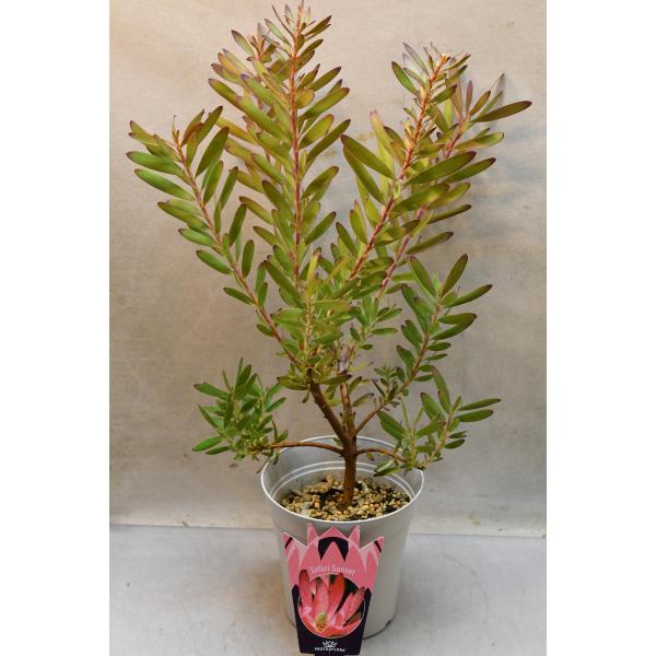 リューカデンドロン サファリサンセット 5号鉢