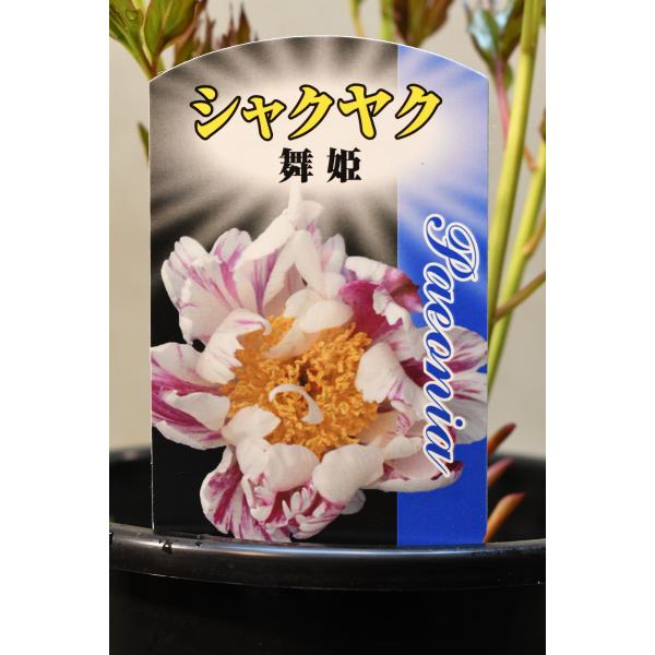 シャクヤク 舞姫 5号鉢 芍薬 : 金井園芸 - 通販 - Yahoo!ショッピング