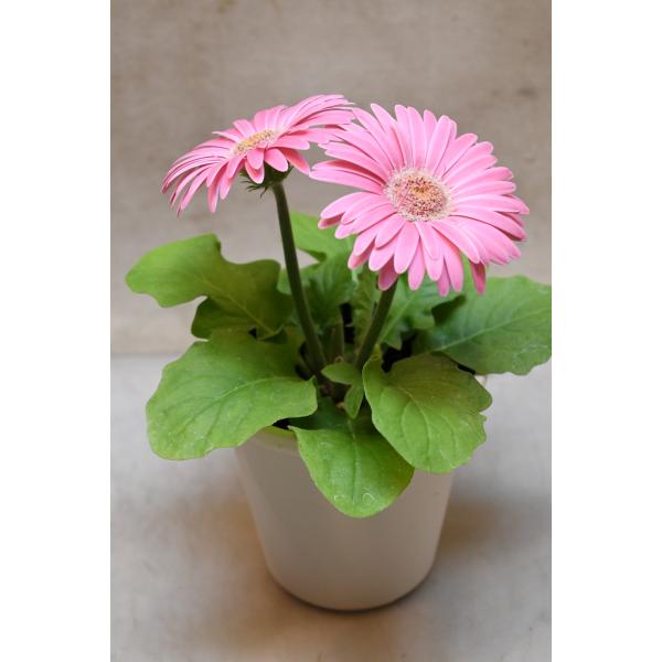 ミニガーベラ 花色おまかせ 3.5号鉢