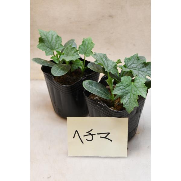 ヘチマ 苗 2個セット