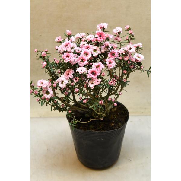 ギョリュウバイ（マヌカハニーの木）八重咲きピンク系 3.5号ポット