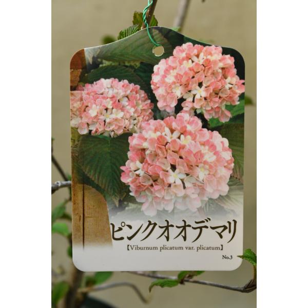 ピンクオオデマリ 苗木 6号ポット 花木 庭木