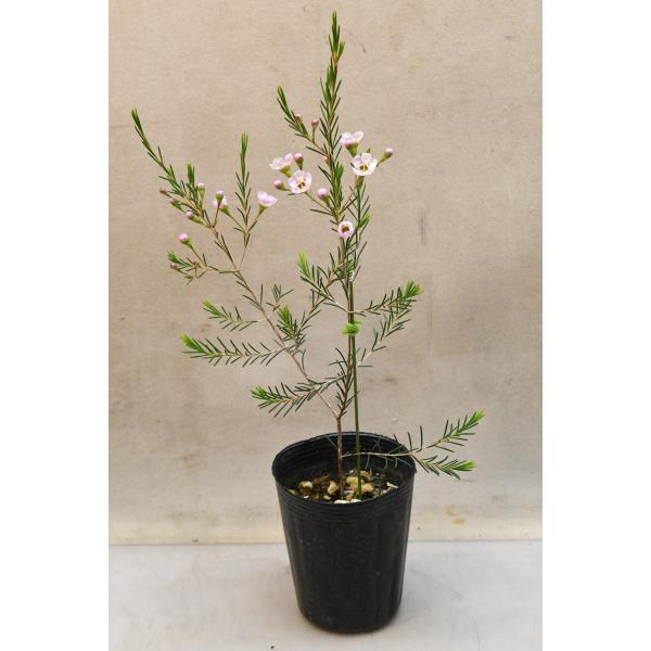 ワックスフラワー ホワイトピンク系 3号ロングポット
