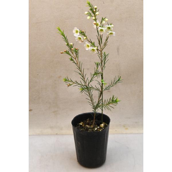 ワックスフラワー ホワイト系 3号ロングポット