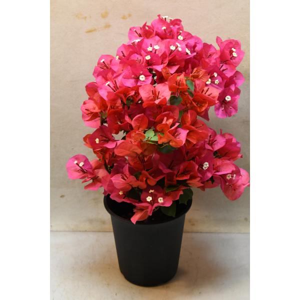 ブーゲンビレア レッド系 5号鉢