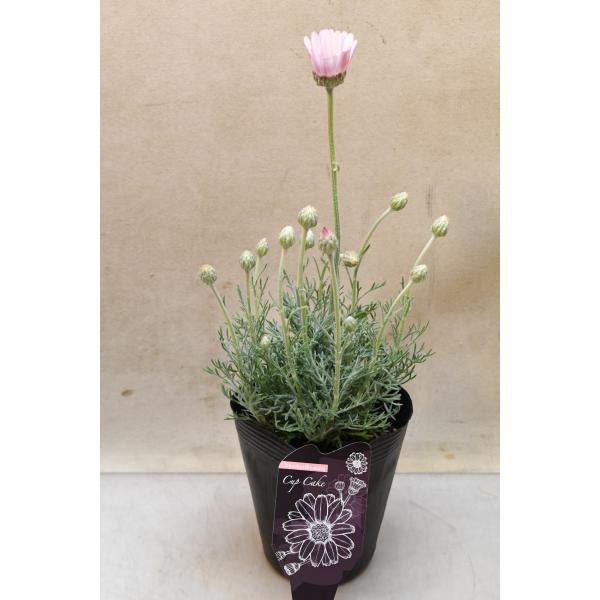 ローダンセマム カップケーキ 4号ロングポット