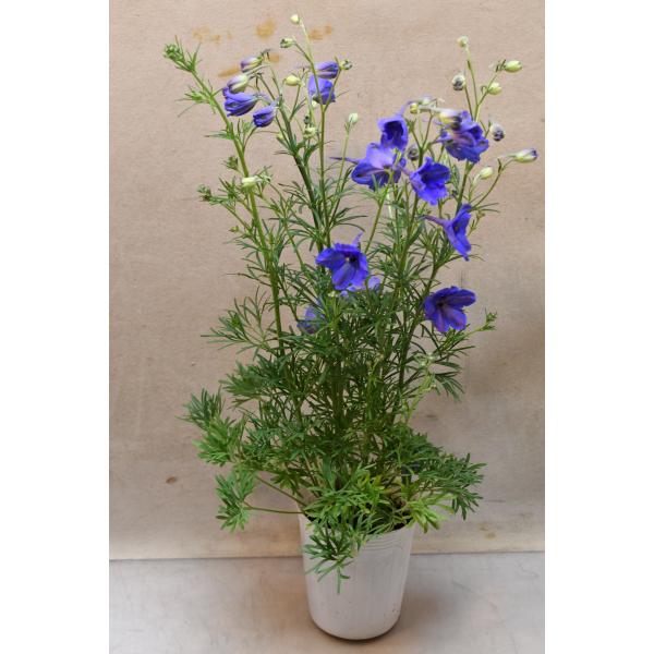 デルフィニウム ハンキ―ドリーブルー 3号ロングポット