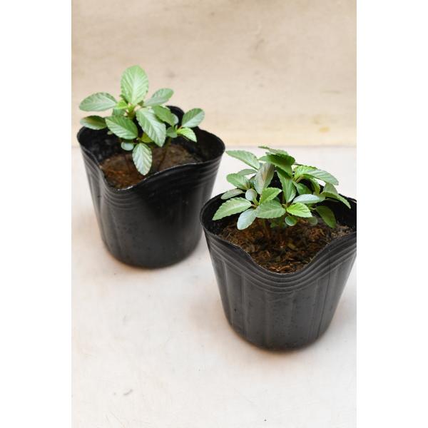 モロヘイヤ 苗 2個セット 野菜苗 家庭菜園