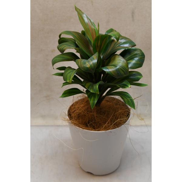 コルジリネ ブランディライム 4号鉢 観葉植物