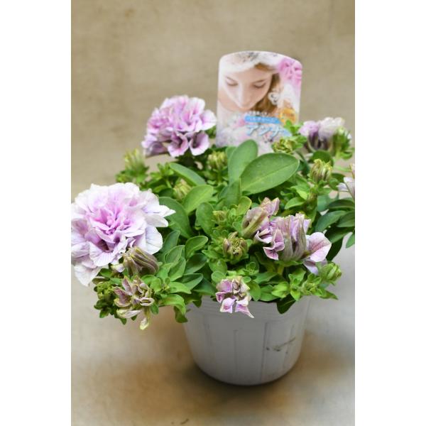 ペチュニア ベルチャーム アンナ 3.5号ポット 花苗 ガーデニング