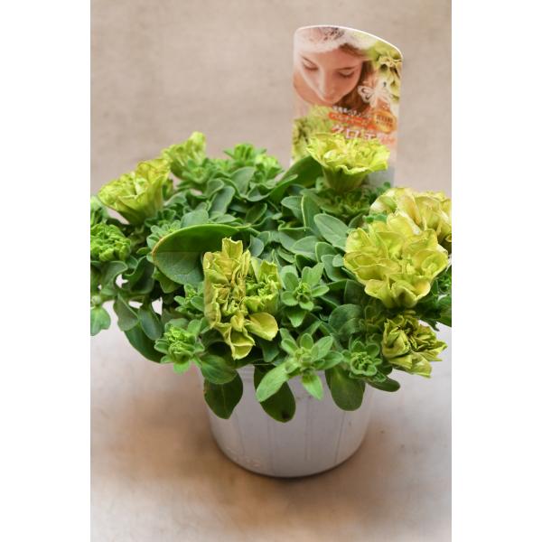 ペチュニア ベルチャーム クロエ 3.5号ポット 花苗 ガーデニング