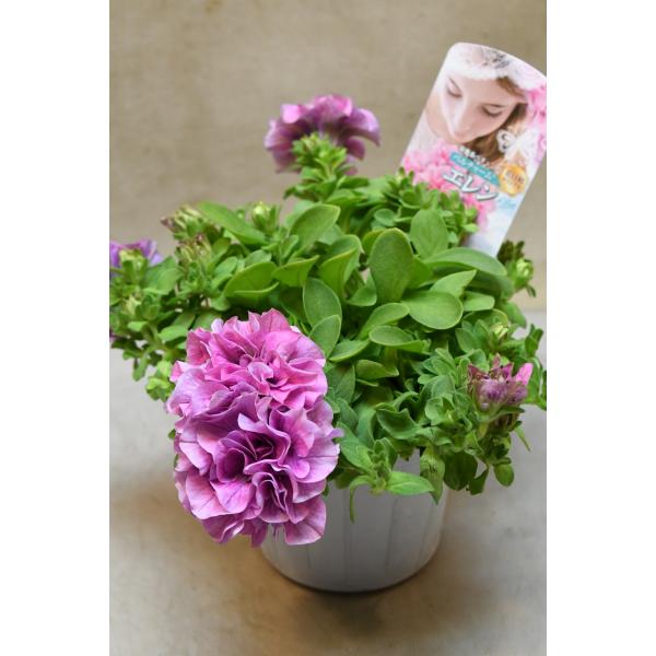ペチュニア ベルチャーム エレン 3.5号ポット 花苗 ガーデニング