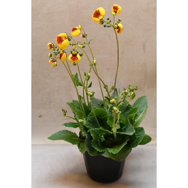 カルセオラリア ハッピーバルーン 3.5号ポット