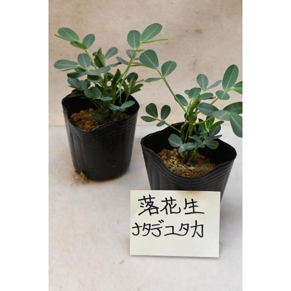 落花生 ナカテユタカ 苗 2個セット 野菜苗 ガーデニング