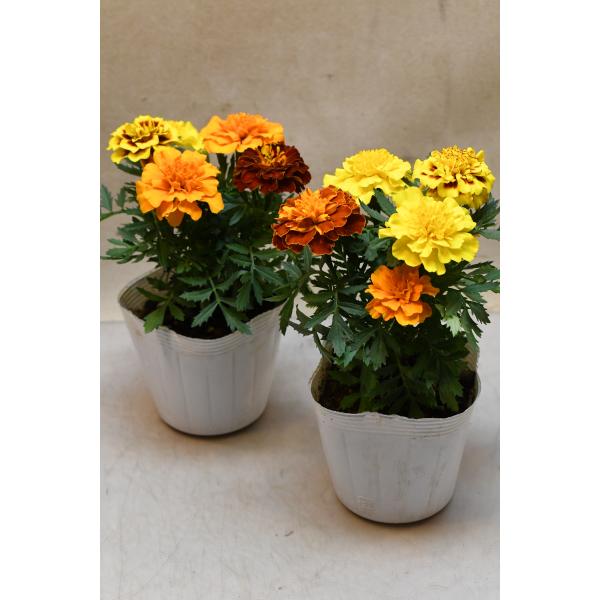 マリーゴールド 混色植え 3.5号ポット 2個セット 花苗 ガーデニング