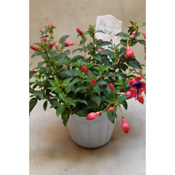 フクシア プーニー 3.5号ポット A