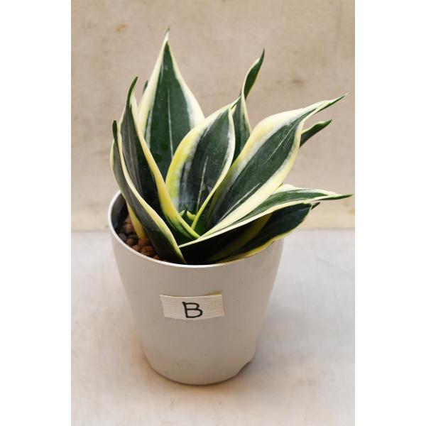 サンセベリア ハニー 4号鉢 B 観葉植物 サンスベリア