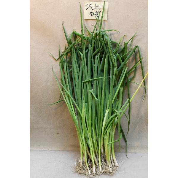 汐止ねぎ 抜き苗 50本 野菜苗 家庭菜園