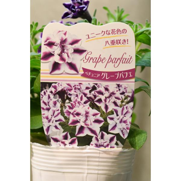 ペチュニア グレープパフェ 3.5号ポット