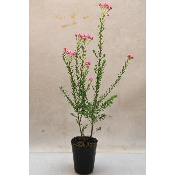 ライスフラワー ロイヤルピンク 2.5号ロングポット