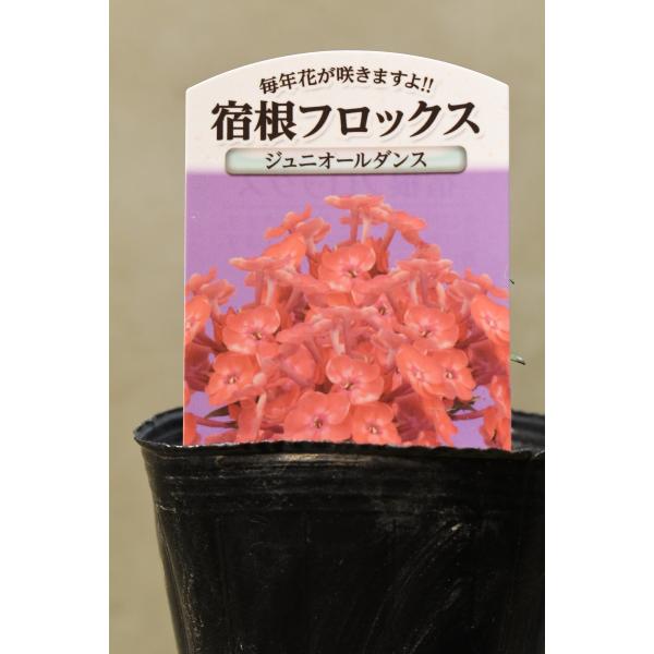 宿根フロックス ジュニオールダンス 3号ポット