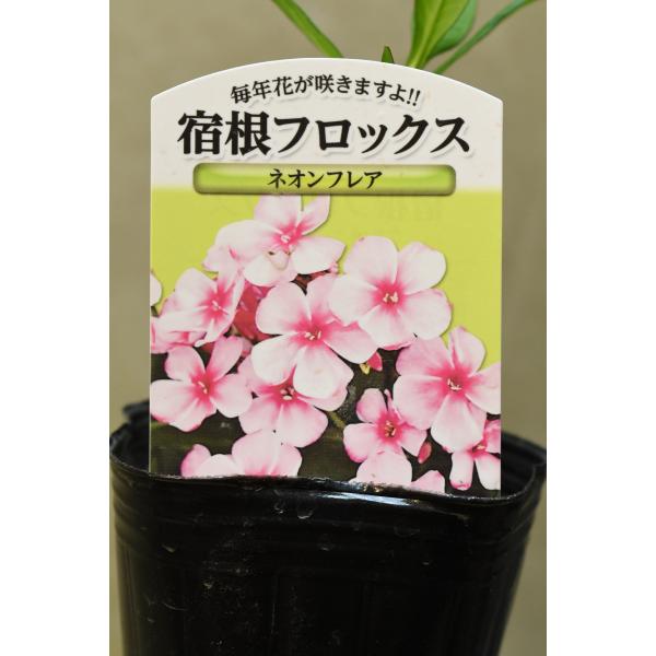 宿根フロックス ネオンフレア 3号ポット